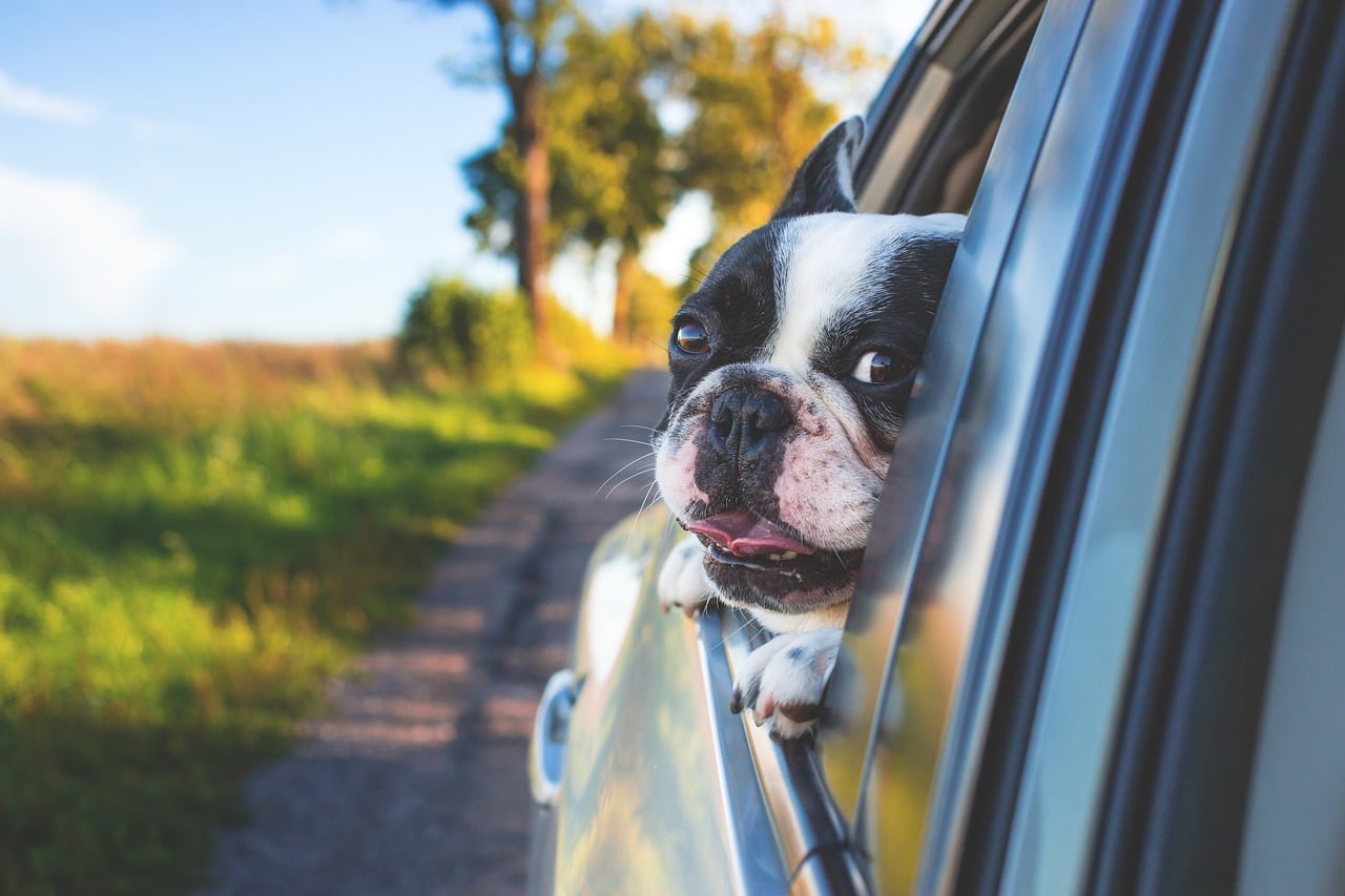 Les véhicules les plus accueillants pour les chiens, Actualités automobile